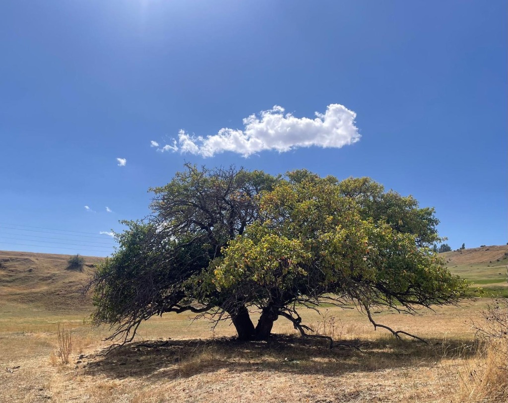 Ein starker Baum in weiter Landschaft – Symbol für Wachstum und Resilienz